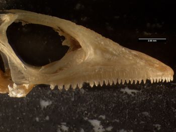 Media type: image;   Herpetology R-132035